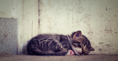 Sleeping baby cat