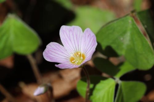 Redwood Sorrel , Butano State Park, California [6240 × 4160] 