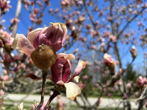 Magnolia Blossoms