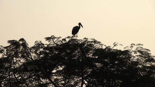 Stork in Ayutthaya