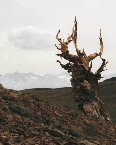 1,000-year-old trees in the Ancient Bristlecone Pine Forest, Inyo National Forest, California  @itk.jpeg