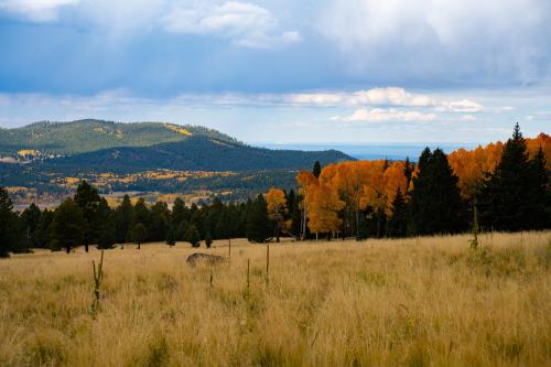 Autumn in Coconino National Forest, Arizona