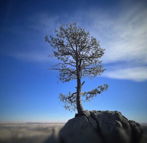 Ponderosa Through A Boulder at Cheyenne Mountain Air Force Station, Colorado Springs.