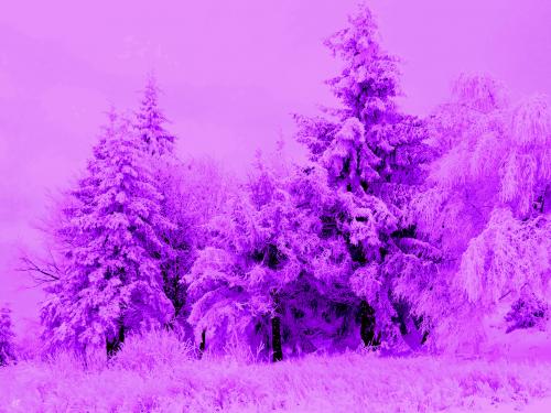 Winter But purple