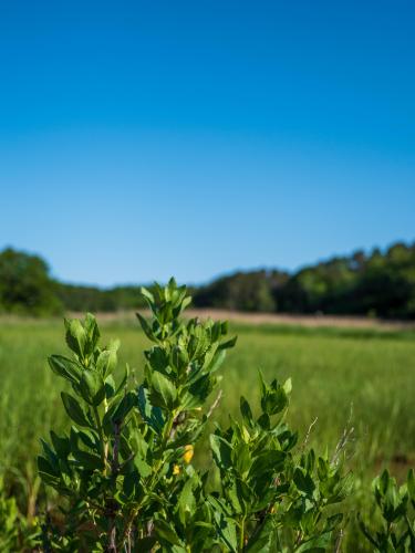 Flowering Plant in Cape Cod Massachusetts