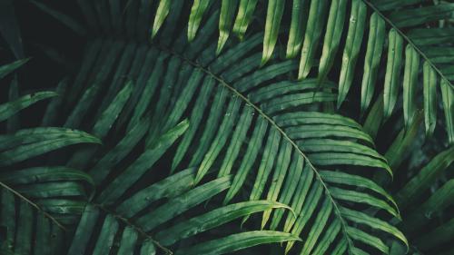 Tropical plant, green background