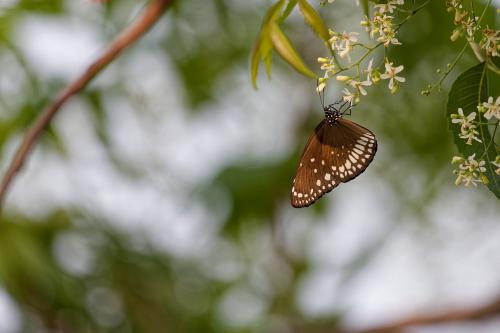 A beautiful butterfly sitting on a flower