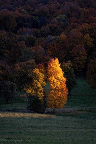 Autumn Torch. Canaan Valley National Wildlife Refuge, WV.