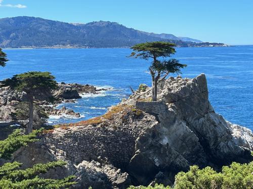 Lone Cypress, Pebble Beach, CA