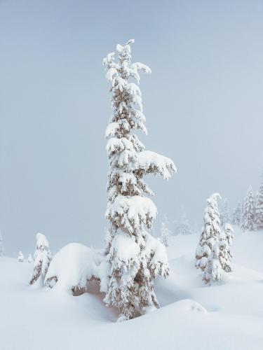 Fresh Snow on Zoa Peak, BC, Canada