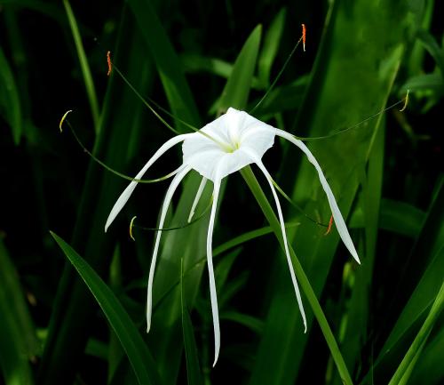 Texas spider-lily