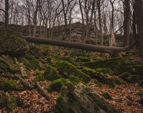 In the woods at High Cliff State Park in Wisconsin