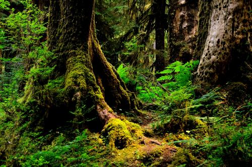 Hoh Rain Forest, Olympic National Park