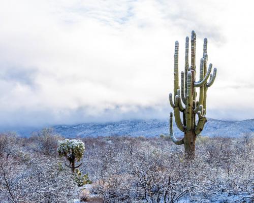 Snowy Sonoran Desert, Southern Arizona