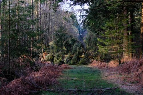 Bolderwood Deer Sanctuary, UK