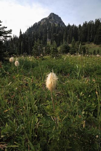 A field of western pasqueflower at Mount Rainier National Park