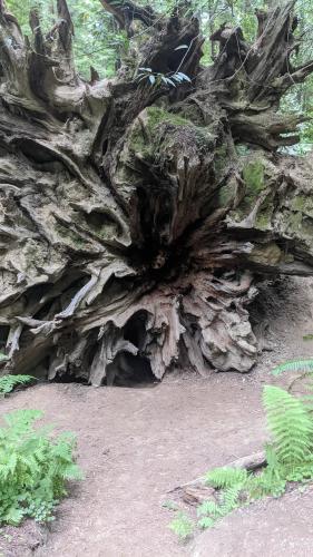 Fallen Redwood in California.