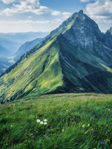 Daisies in the Allgäu Alps, Germany