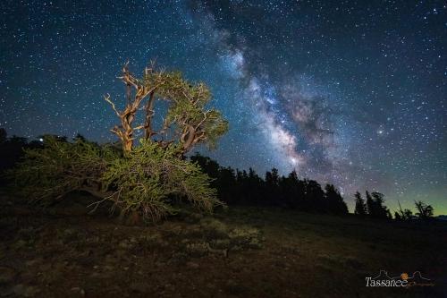 White Mountains  California