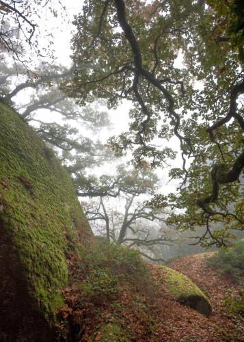 Oaks and mossy boulders : forêt de Huelgoat, Brittany, France.