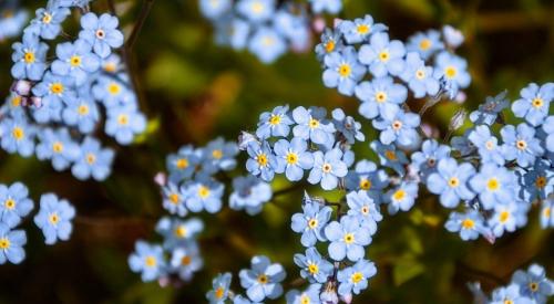 Field forget-me-not