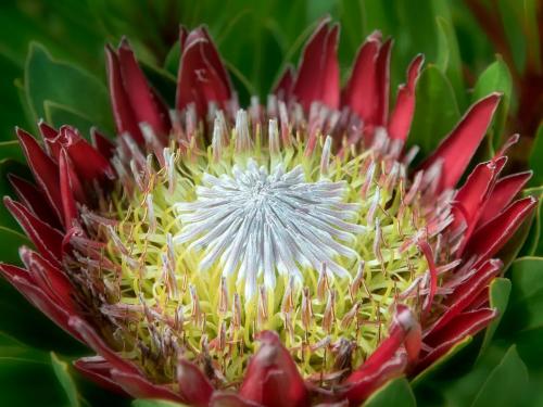 King protea