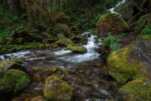Spring in the Quinault Rainforest
