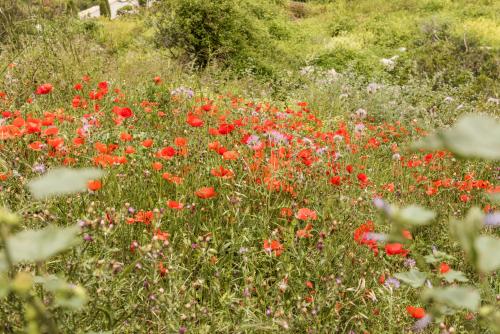 Wild Flowers In Monaco