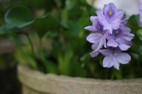 flower petals pot plant