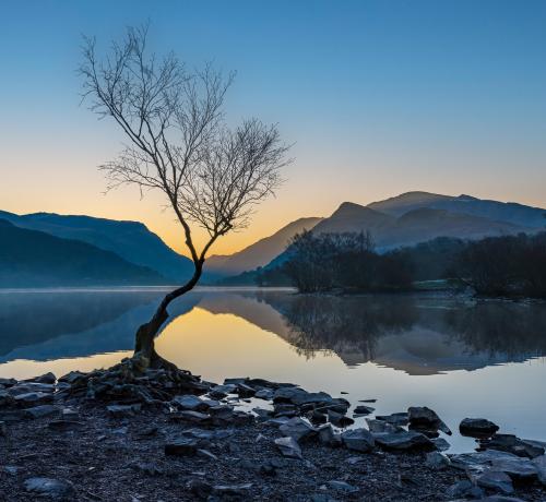 Golden hour at the Lonely Tree, Llyn Padarn, North Wales, UK, Taken This Morning