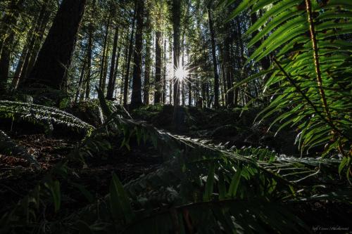 The sunlight shining through the trees and onto the ferns below was a sight to behold, Olympic Peninsula, WA, USA   @dendronaut