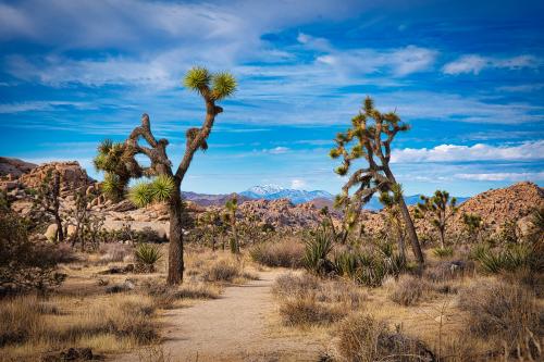 Joshua Tree National Park