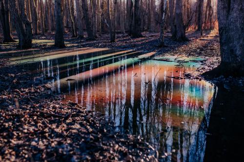 Rainbow swamp in NJ. This is a natural occurrence where the oils produced by decomposing vegetation produces a thin film on the surface of the swamp making rainbows.