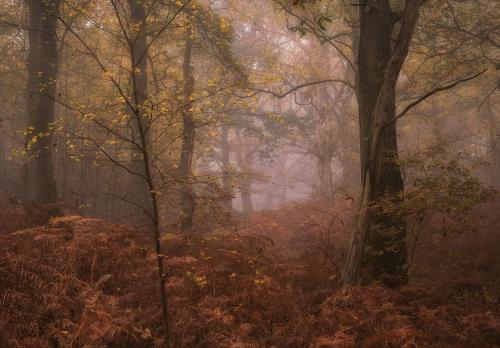 “Embracing The Chaos Of The Autumn Woods” Kings Woods, Bedfordshire