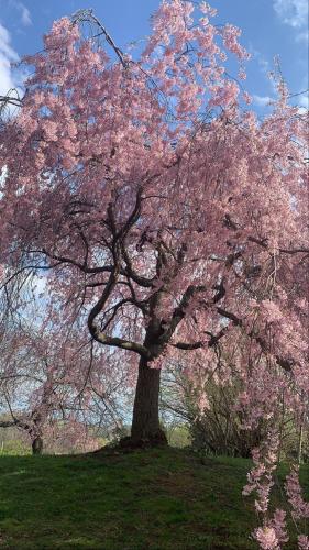 Weeping cherry tree in Rochester, NY