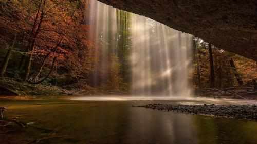 In the Deep Forest