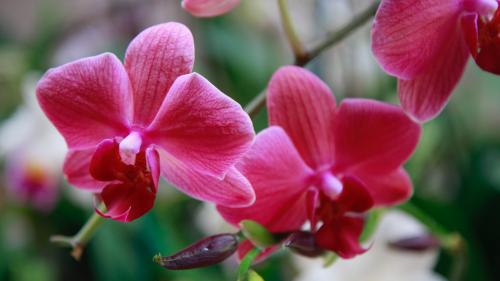 Orchid Flower from Chicago Botanical Garden