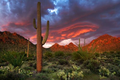 Desert Glory in Arizona