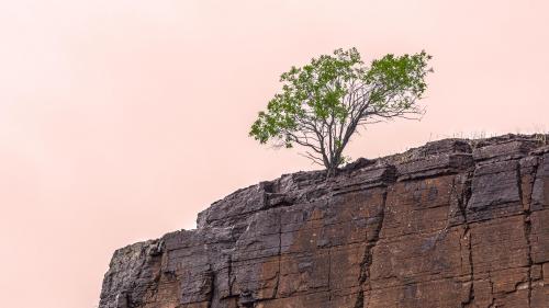 A tree on a cliff