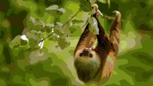 Hoffman's Two Toed Sloth
