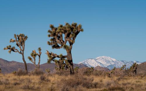 Joshua Tree National Park