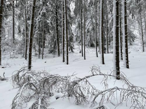 Finnish Forest Covered in Snow
