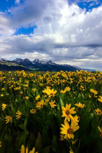 Where the wild things are, Grand Teton