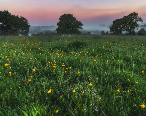 "An English Meadow" Leighton Buzzard