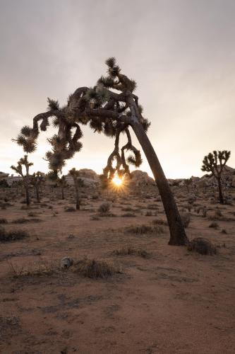 Setting sun in Joshua Tree, California