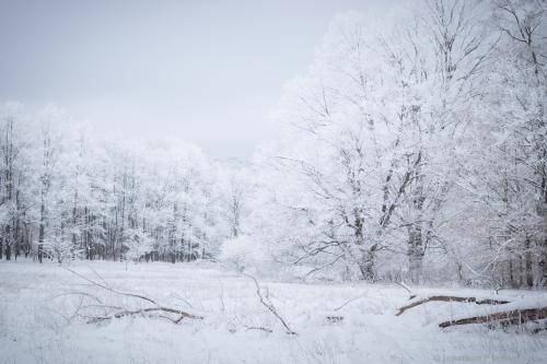 Frosted forest, WV USA