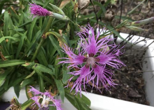 rainbow loveliness dianthus!