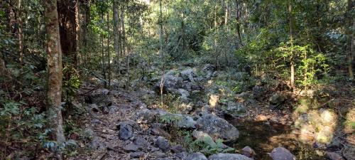 Amamoor State Forest - Amamoor, Queensland, Australia