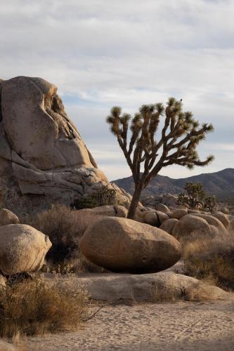 A very lively desert. Joshua Tree National Park