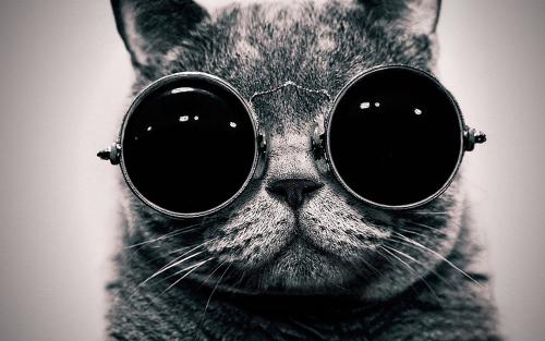 Cat with glasses